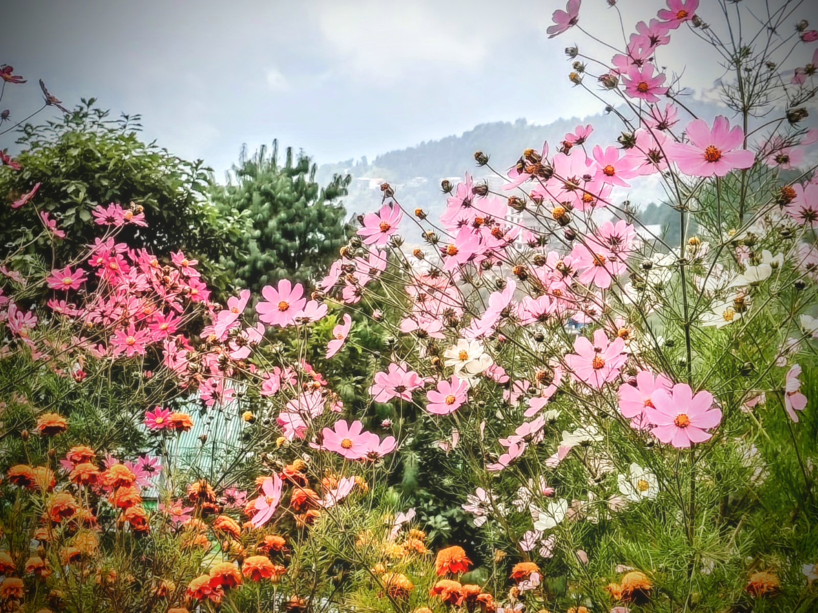 Cosmos and marigolds in a Himalayan garden.