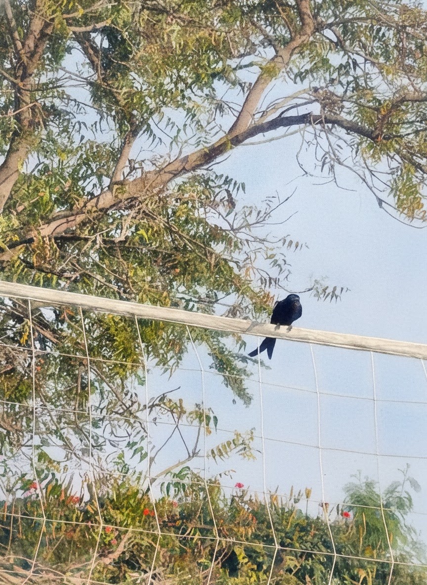 Black drongo perched on a wire under a neem tree.